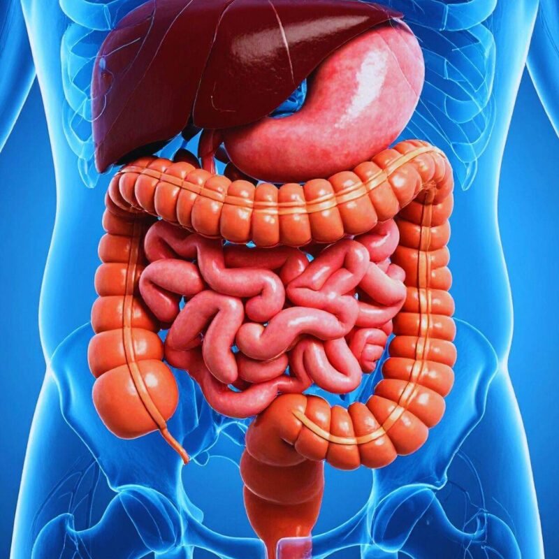 Diplomado Falla Intestinal 2026-2027